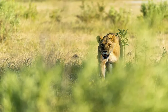 Framed Print : Lion (Panthera leo) Lioness prowling through the African bush