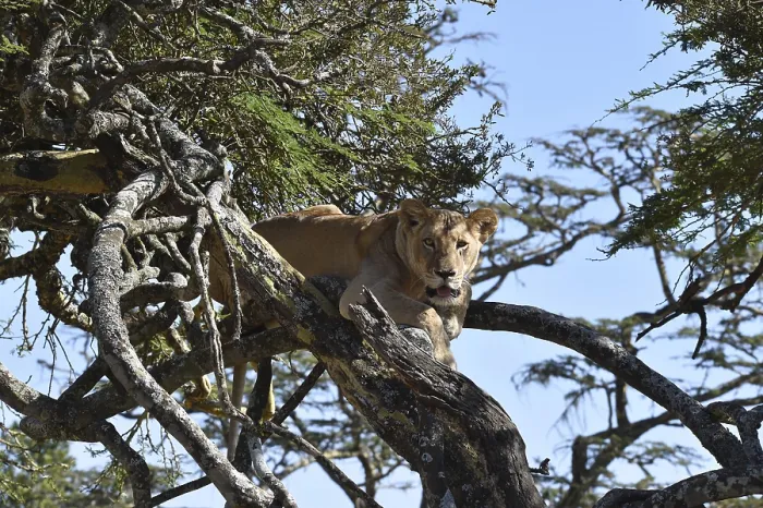 Framed Print : Lion (Panthera leo) Lioness, tree lion on an acacia tree in Kenya