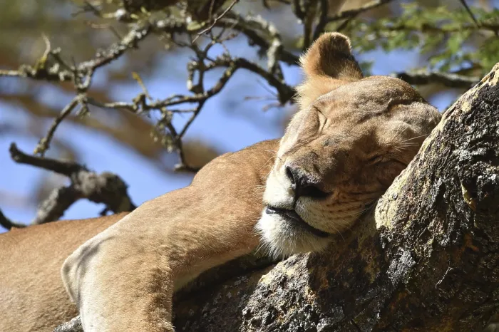 Framed Print : Lion (Panthera leo) Lioness, tree lion sleeping on an acacia tree in Kenya
