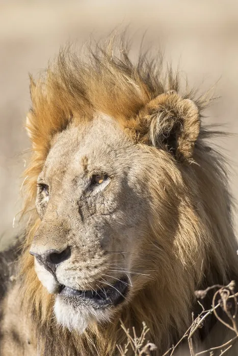 Framed Print : Lion (Panthera leo), male, Etosha National Park Framed Print : Lion (Panthera leo), male, Etosha National Park