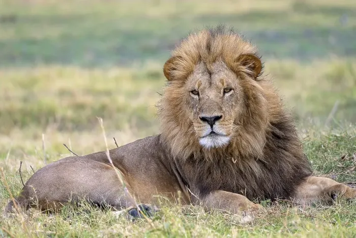 Framed Print : Lion (Panthera leo), male lion with mane
