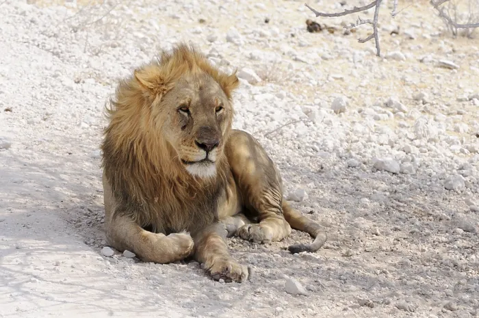Framed Print : Lion (Panthera leo), male lying in the shade