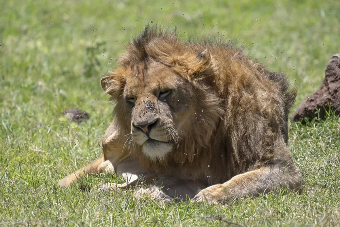 Framed Print : Lion (Panthera leo), male, plagued by flies
