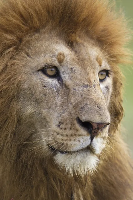 Framed Print : Lion (Panthera leo), male, portrait Framed Print : Lion (Panthera leo), male, portrait