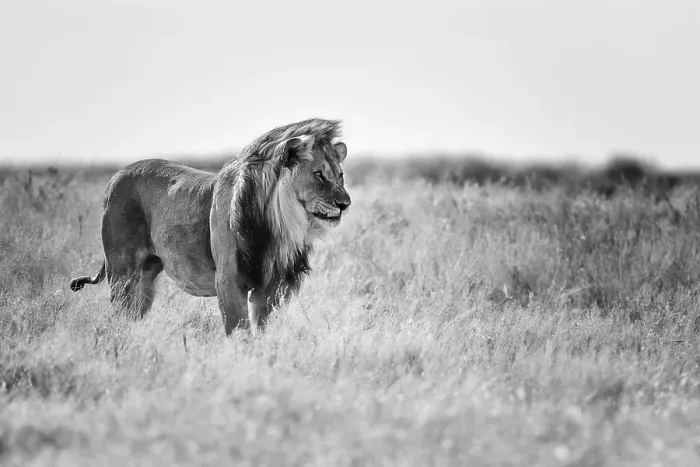 Framed Print : Lion (Panthera leo), male standing in grassland Framed Print : Lion (Panthera leo), male standing in grassland