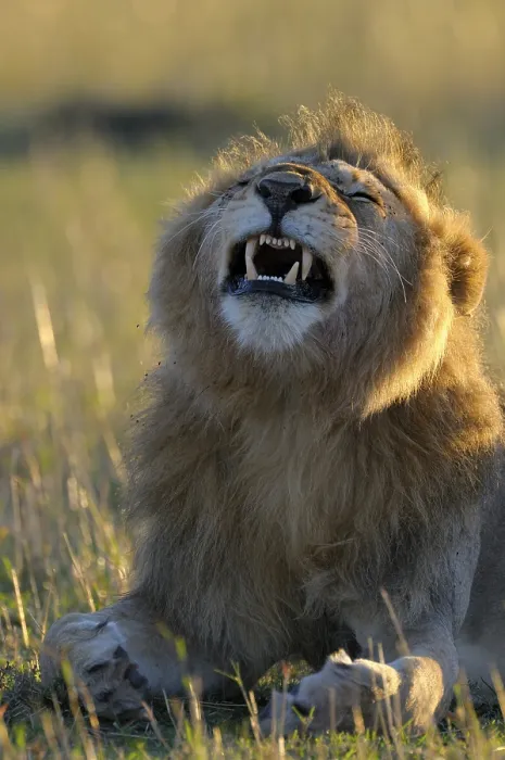 Framed Print : Lion (Panthera leo) with a mane in the first morning light