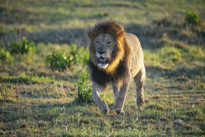 Framed Print : Lion (Panthera leo) Masai Mara Kenya
