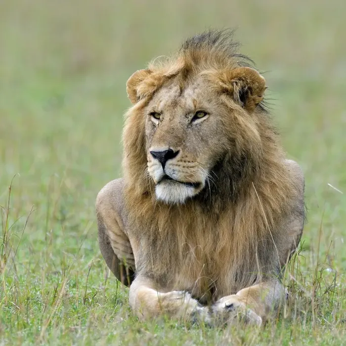 Framed Print : Lion (Panthera leo), Masai Mara Nature Reserve Framed Print : Lion (Panthera leo), Masai Mara Nature Reserve