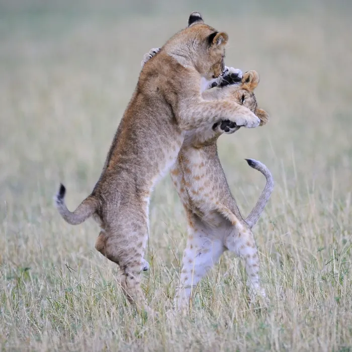 Framed Print : Lion (Panthera leo), playing cubs Framed Print : Lion (Panthera leo), playing cubs