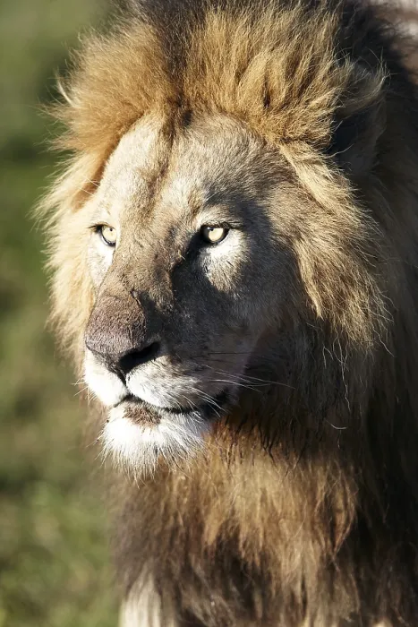 Framed Print : Lion (Panthera leo), portrait, Ngorongoro Crater