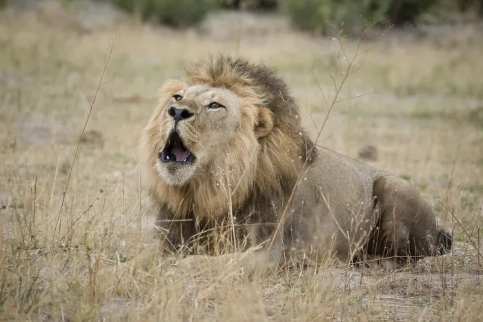 Framed Print : Lion (Panthera leo) roars, male is lying in dry grass and roars