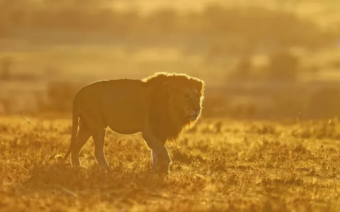Framed Print : Lion (Panthera leo) at sunrise in the grass savannah