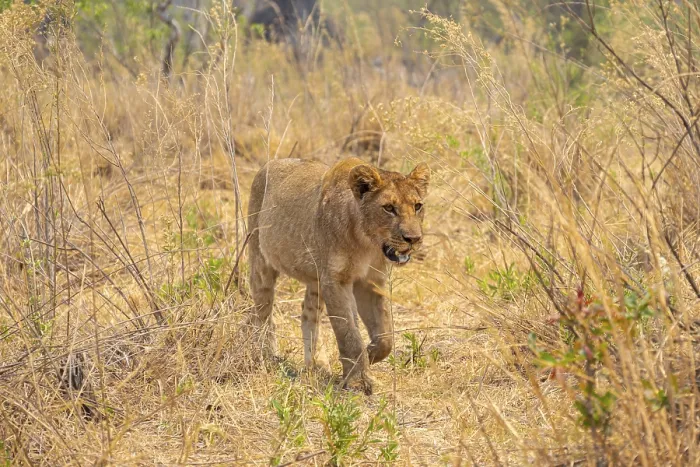 Framed Print : Lion (Panthera leo) Xakanaxa, Moremi Game Reserve