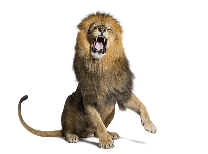 Framed Print : Lion sitting pulling a face, looking at the camera and showing its teeth with a raised paw Framed Print : Lion sitting pulling a face, looking at the camera and showing its teeth with a raised paw