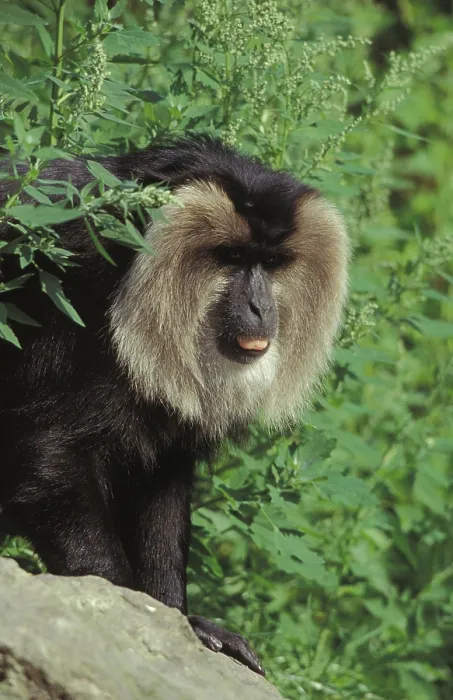 Framed Print : Lion tailed macaque