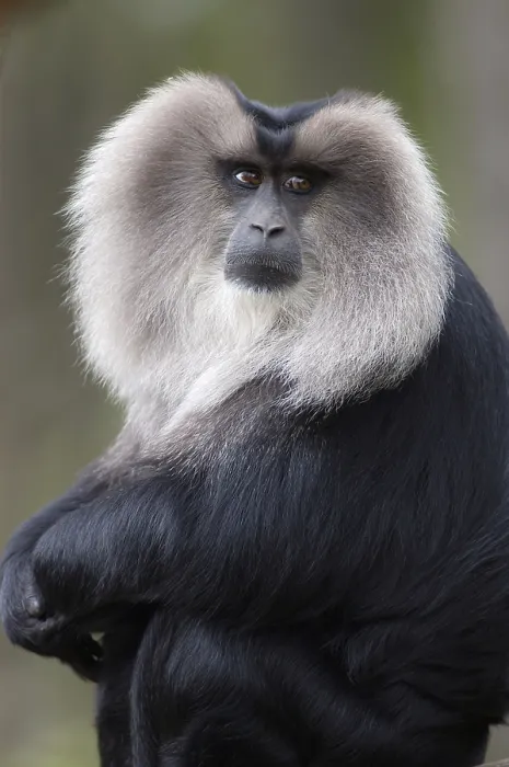 Framed Print : Lion-tailed Macaque (Macaca silenus), male