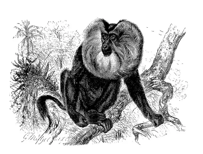 Framed Print : Lion-tailed macaque (Macaca silenus) or wanderu
