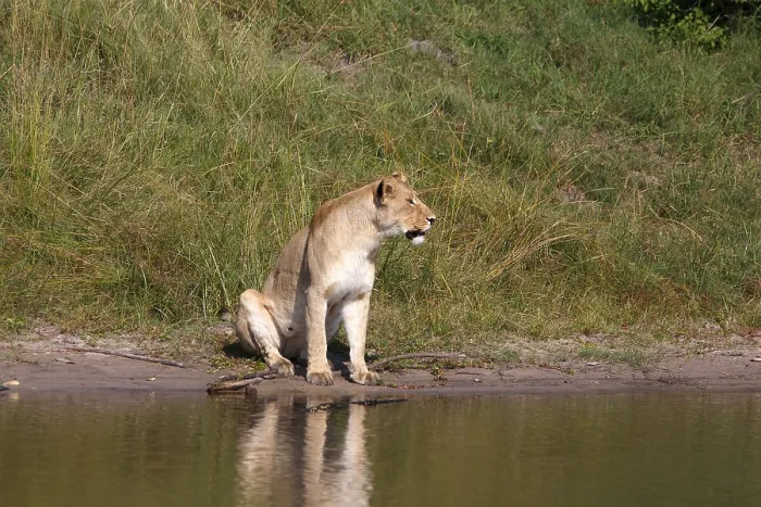 Framed Print : Lioness in Chobe National Park in Botswana