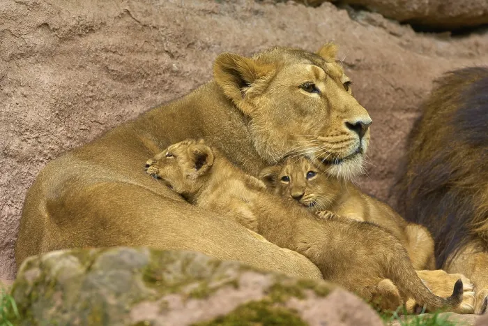 Framed Print : Lioness lies with her cubs between rocks and conveys security and peace Framed Print : Lioness lies with her cubs between rocks and conveys security and peace