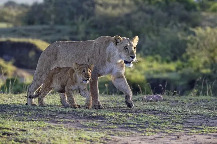 Framed Print : Lioness (Panthera leo) with cub