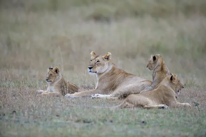Framed Print : Lioness (Panthera leo) with cubs