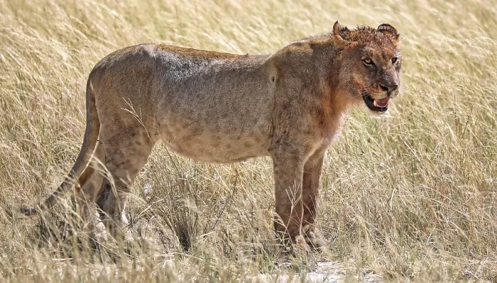 Framed Print : Lioness (Panthera leo) Etosha National Park