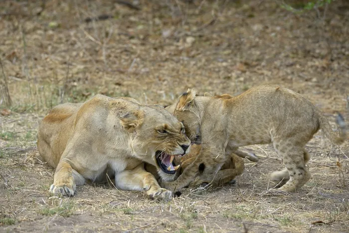 Framed Print : Lioness (Panthera leo), female feeding pups