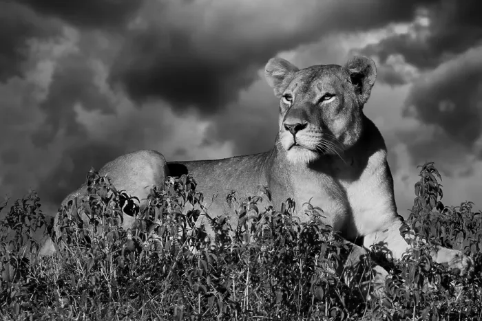 Framed Print : Lioness (Panthera leo) on the lookout Framed Print : Lioness (Panthera leo) on the lookout