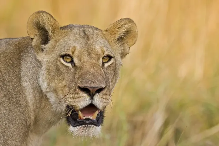 Framed Print : Lioness (Panthera leo), Moremi National Park Framed Print : Lioness (Panthera leo), Moremi National Park