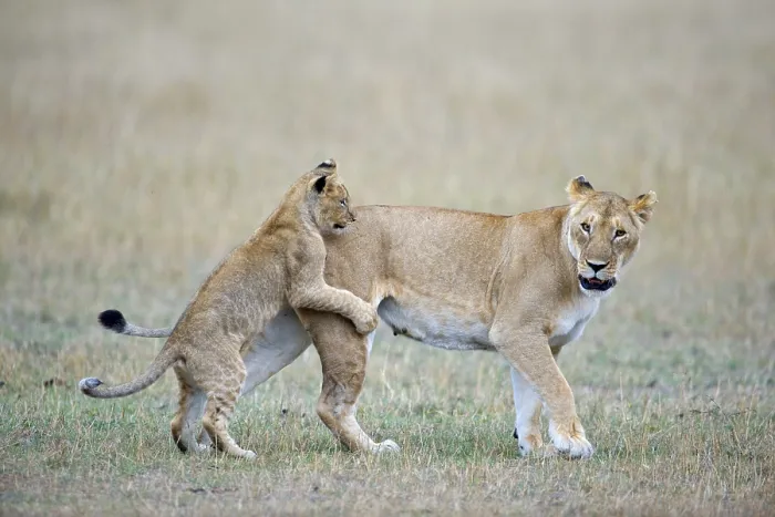 Framed Print : Lioness (Panthera leo) playing with cubs