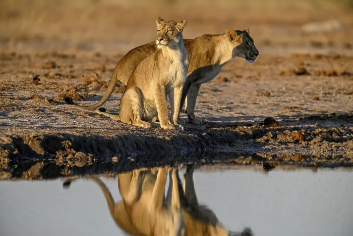 Framed Print : Two lionesses (Panthera leo) in the morning light at the Nxai Pan waterhole