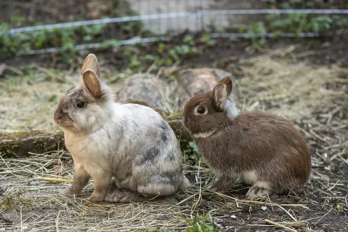 Framed Print : Lionhead rabbits and dwarf rabbits in garden enclosure