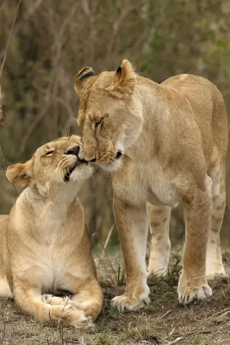 Framed Print : Two lions being affectionate, (panthera leo)