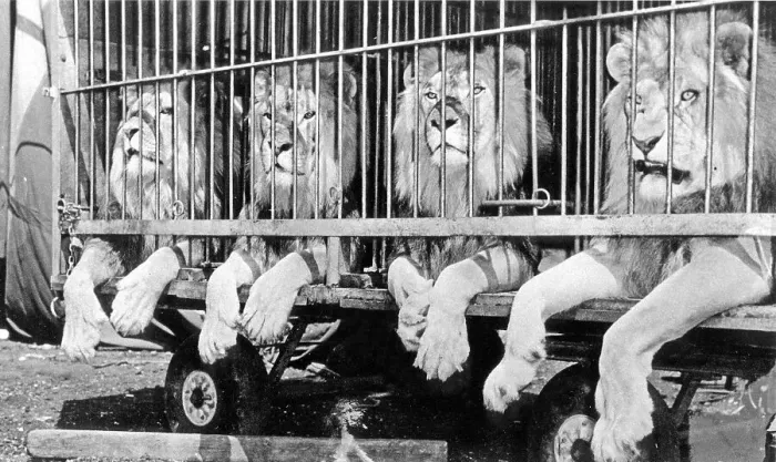 Framed Print : Four lions in the cage of a circus Framed Print : Four lions in the cage of a circus