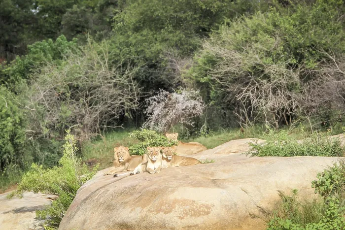 Framed Print : Lions laying on rocks in the Kruger National Park
