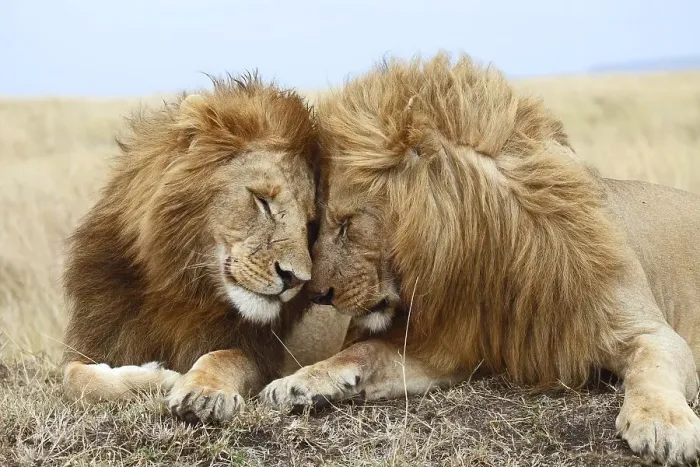 Framed Print : Lions (Panthera leo), affection