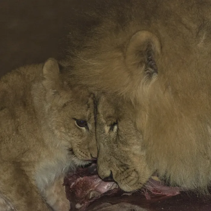 Framed Print : Lions (Panthera leo) feeding, Namibia, Africa