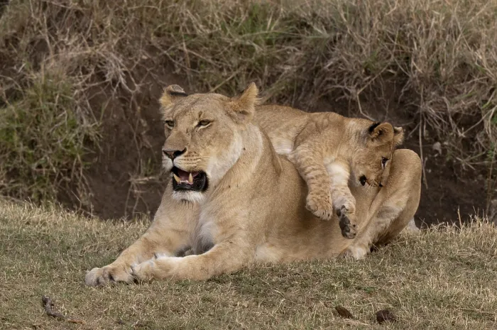 Framed Print : Lions (Panthera leo), lioness, cub