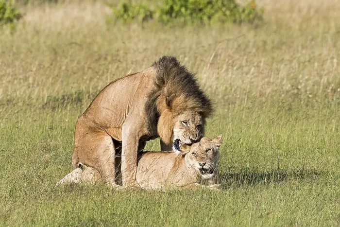 Framed Print : Lions (Panthera leo), mating pair