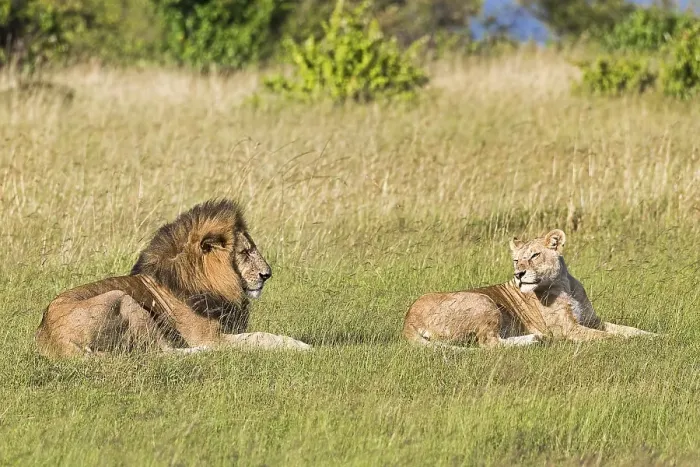 Framed Print : Lions (Panthera leo), pair of animals before mating