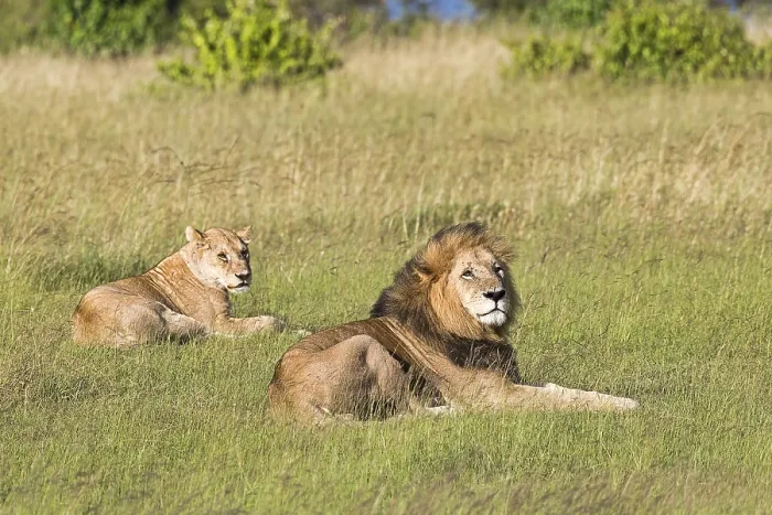 Framed Print : Lions (Panthera leo), pair of animals after mating Framed Print : Lions (Panthera leo), pair of animals after mating
