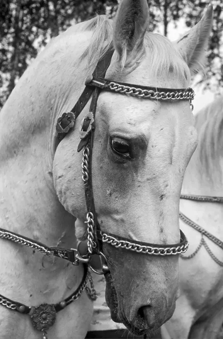 Framed Print : Lipizzan horse, named for the Lipizza stud of the Habsburg monarchy Framed Print : Lipizzan horse, named for the Lipizza stud of the Habsburg monarchy