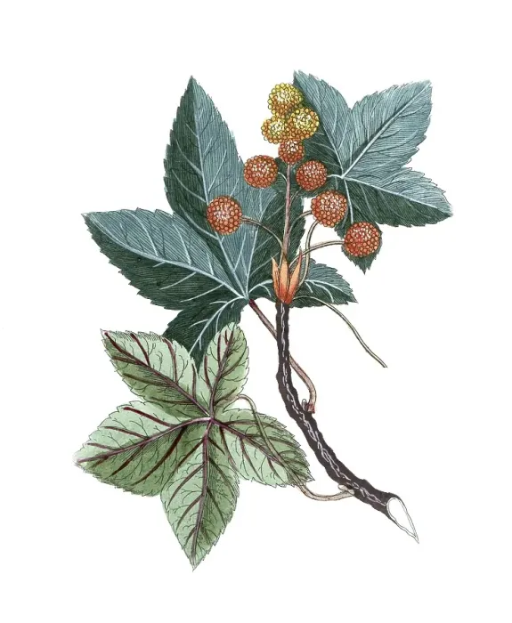 Framed Print : Liquidambar styraciflua, American sweetgum Framed Print : Liquidambar styraciflua, American sweetgum
