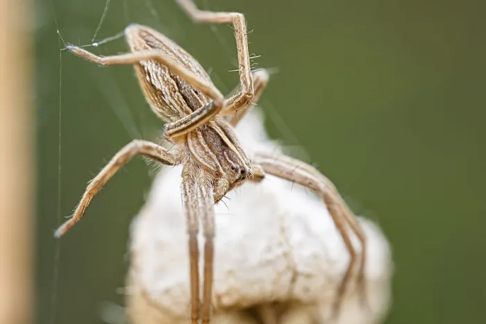 Framed Print : List spider, Pisaura mirabilis