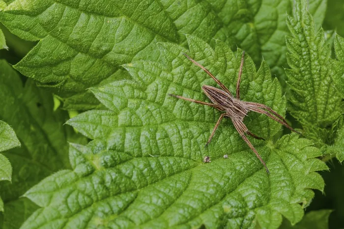 Framed Print : A list spider (Pisaura mirabilis) sits on a large