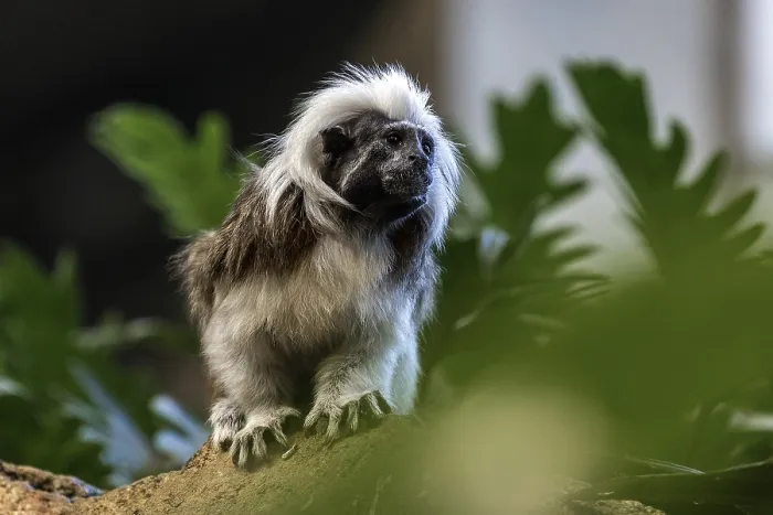 Framed Print : Liszt monkey (Saguinus oedipus)