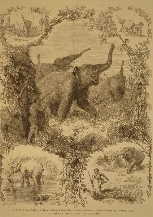 Framed Print : Lithographs elephant hunting in Ceylon, sri Lanka, As ia Framed Print : Lithographs elephant hunting in Ceylon, sri Lanka, As ia