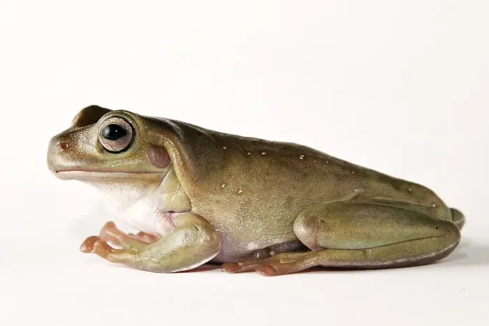 Framed Print : Litoria caerulera Framed Print : Litoria caerulera