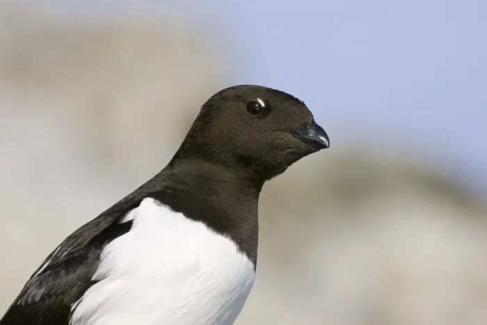 Framed Print : Little Auk or Dovekie (Alle alle)