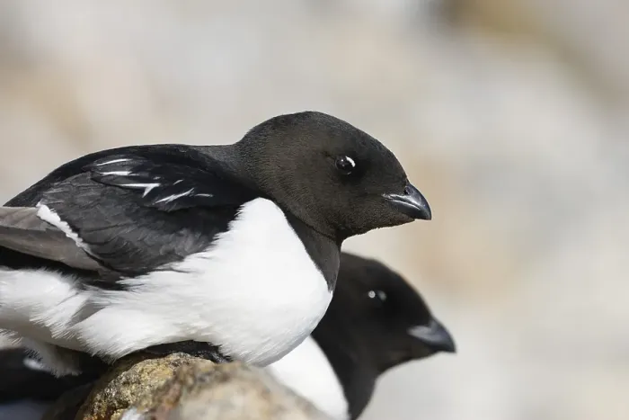 Framed Print : Two Little Auks or Dovekies (Alle alle) Framed Print : Two Little Auks or Dovekies (Alle alle)